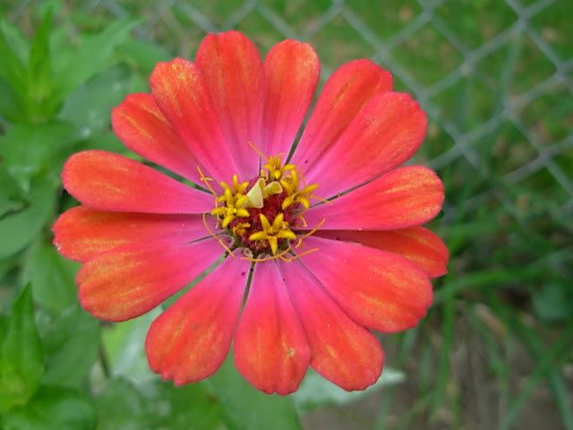 Do Zinnias Self Seed Uk - How Fast Do Zinnias Grow From Seed